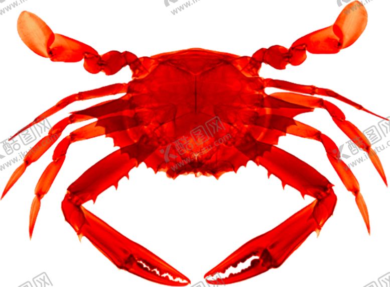编号：21269109220255197214【酷图网】源文件下载-螃蟹