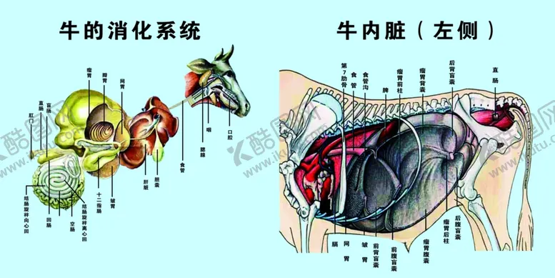 编号：12843706270604011031【酷图网】源文件下载-牛的消化系统