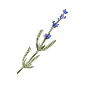 森系花枝