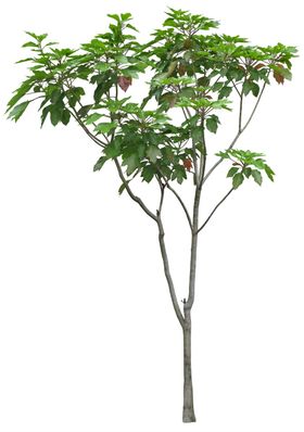 园林植物