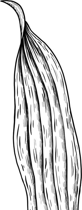 叶子素描