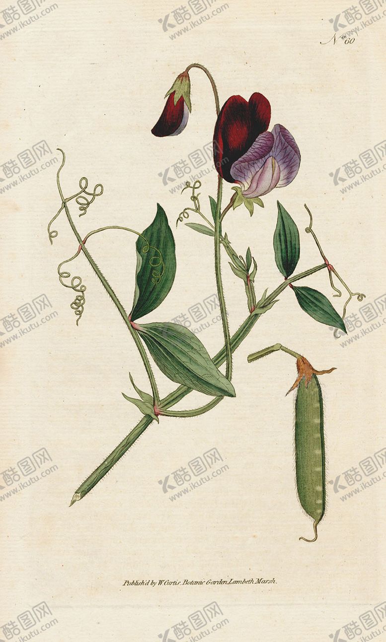 编号：27450909270539199561【酷图网】源文件下载-欧式复古色调花朵植物