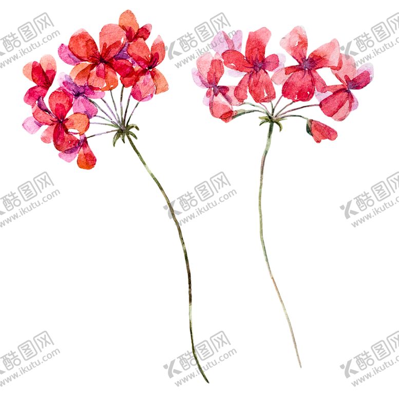 编号：15373006271727321089【酷图网】源文件下载-鲜花素材