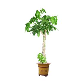 绿色相框素材图片黑花边欧式
