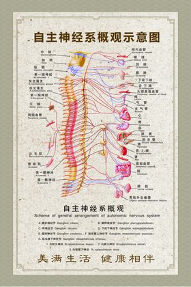 自主神经系概观