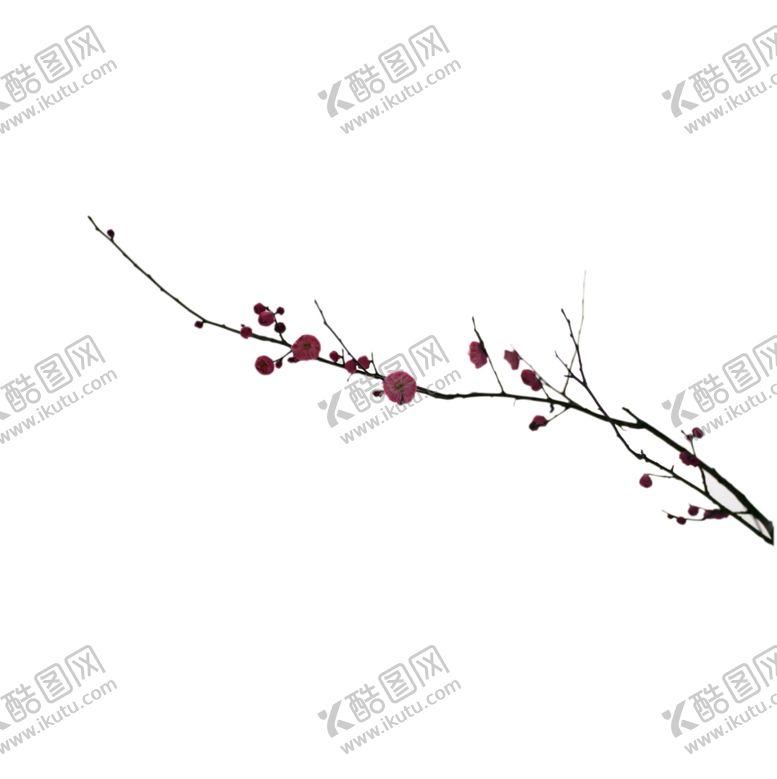 编号：61895409161113153842【酷图网】源文件下载-梅花