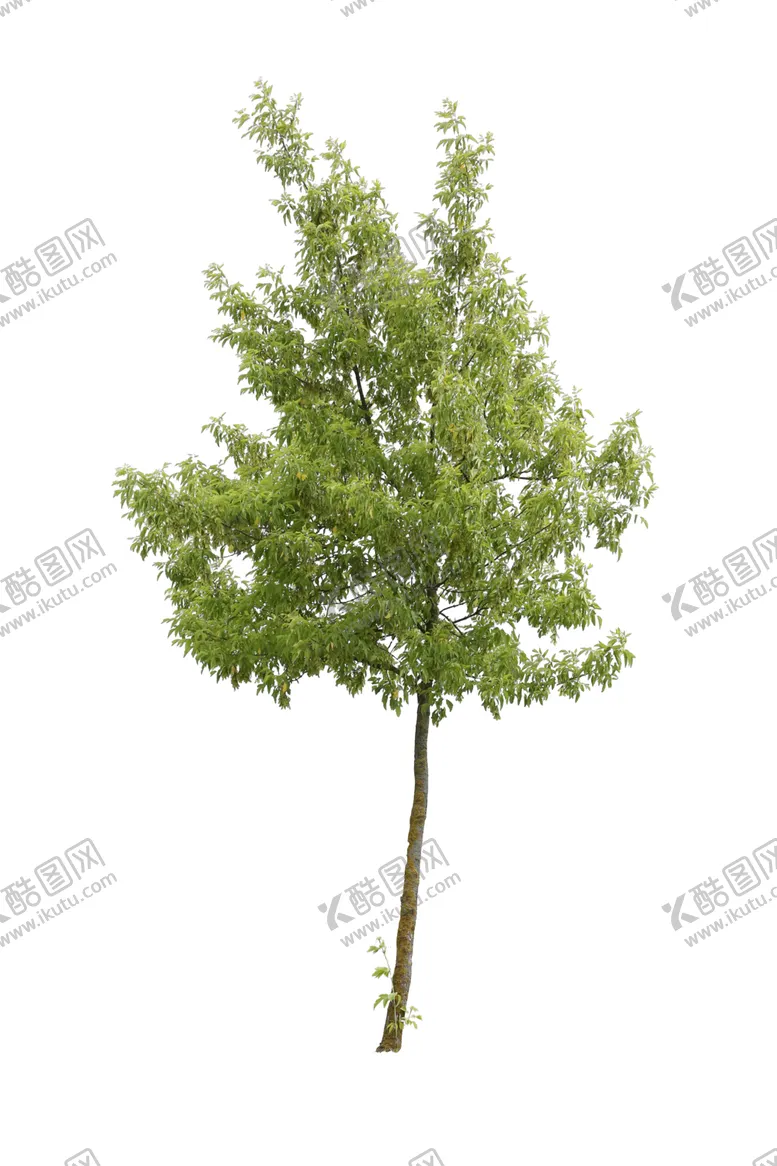 编号：53140402121003205234【酷图网】源文件下载-植物元素树木大树