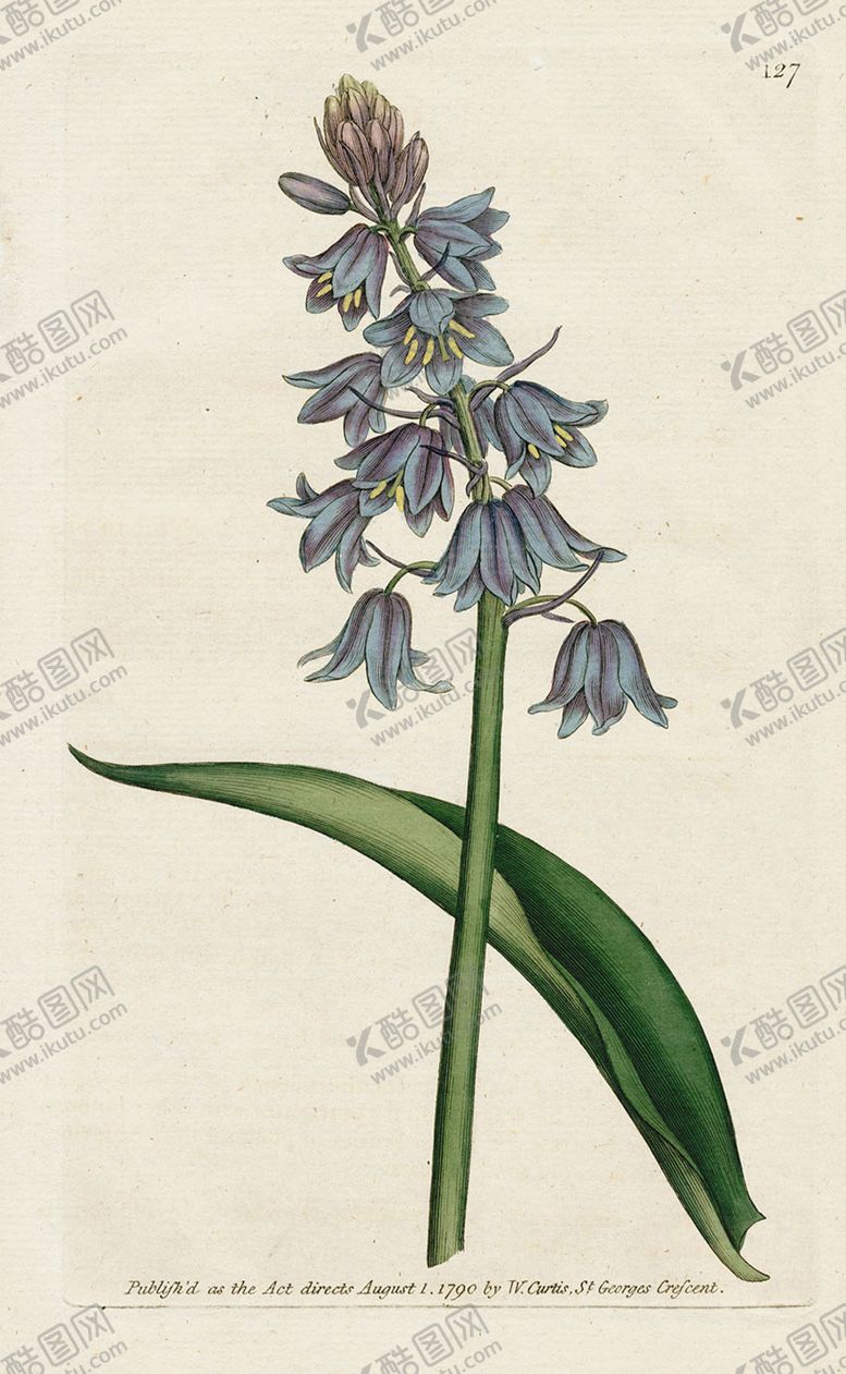 编号：34024206171347345658【酷图网】源文件下载-欧式复古色调花朵植物