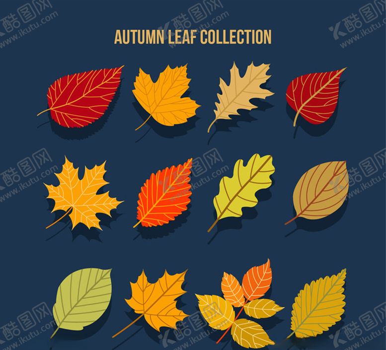 编号：89468209141817535287【酷图网】源文件下载-美丽秋季树叶矢量素材