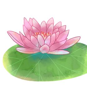 睡莲