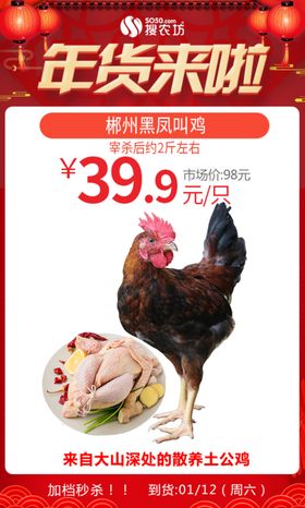 年货郴州黑凤叫鸡