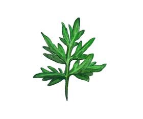 绿色植物