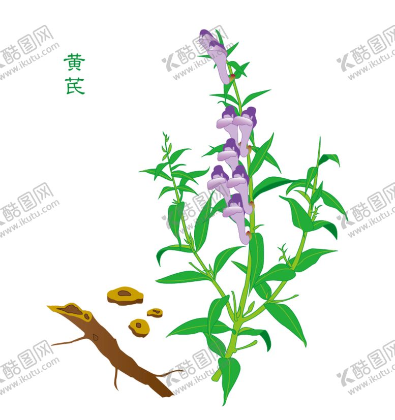 编号：54792009302130398462【酷图网】源文件下载-黄芪药材