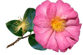 鲜花免扣素材免扣朵素材