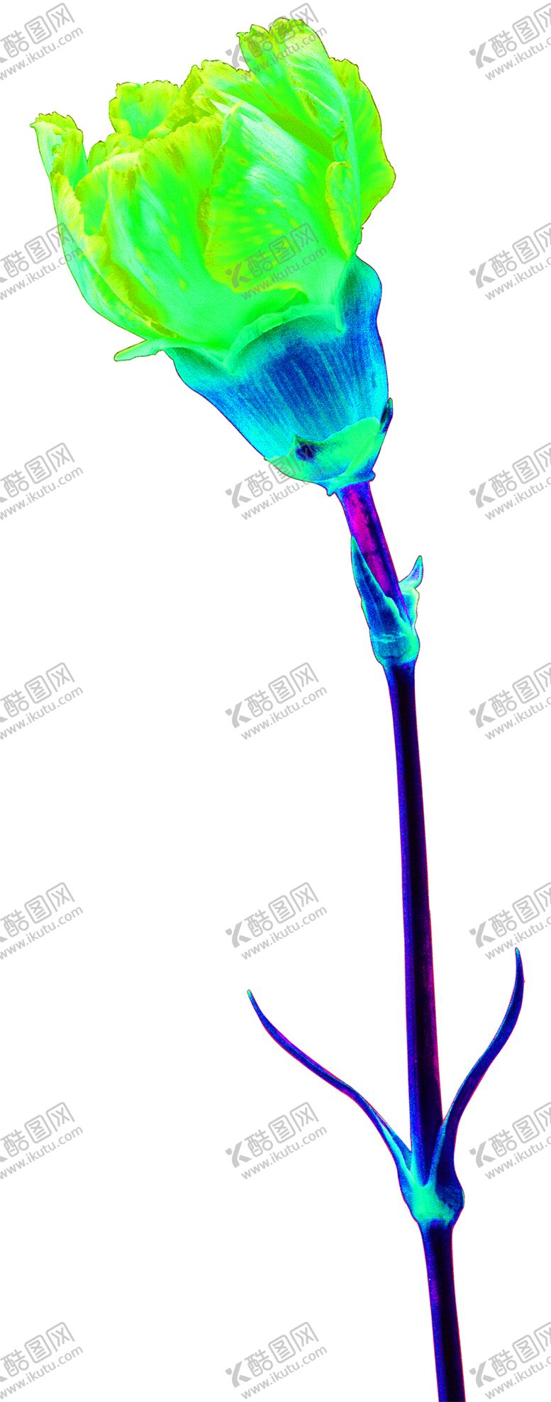 编号：10514506261704317473【酷图网】源文件下载-花素材