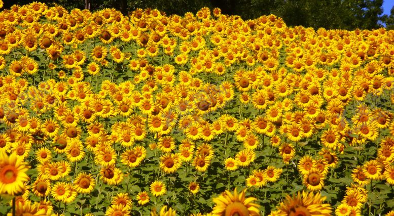 编号：80184810050436549575【酷图网】源文件下载-向日葵