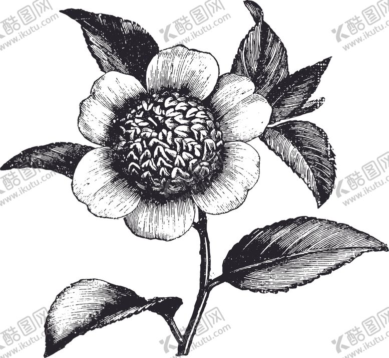 编号：93735609130514385601【酷图网】源文件下载-线描植物