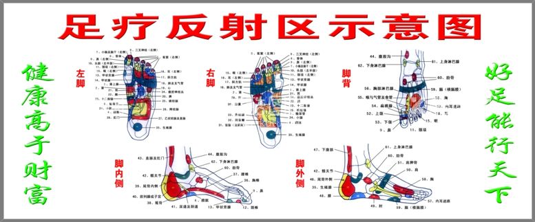 编号：85562512081545514771【酷图网】源文件下载-足疗反射区