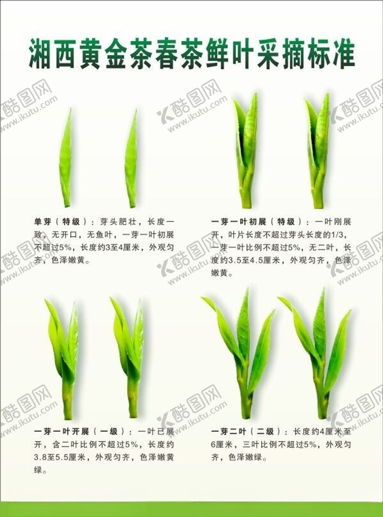 编号：25053801301741509203【酷图网】源文件下载-茶叶标准