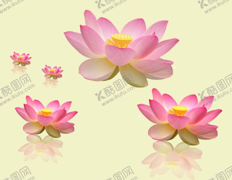 编号：41317909181551188329【酷图网】源文件下载-荷花