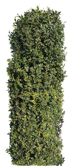 手绘绿色植物树叶素材