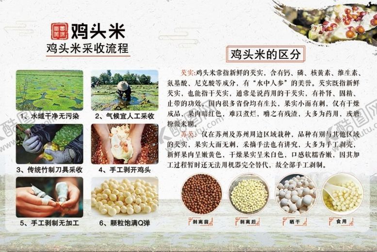 编号：11568910180916122376【酷图网】源文件下载-鸡头米 采摘 流程 苏芡   