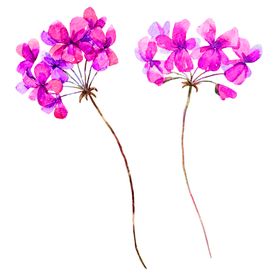 鲜花素材