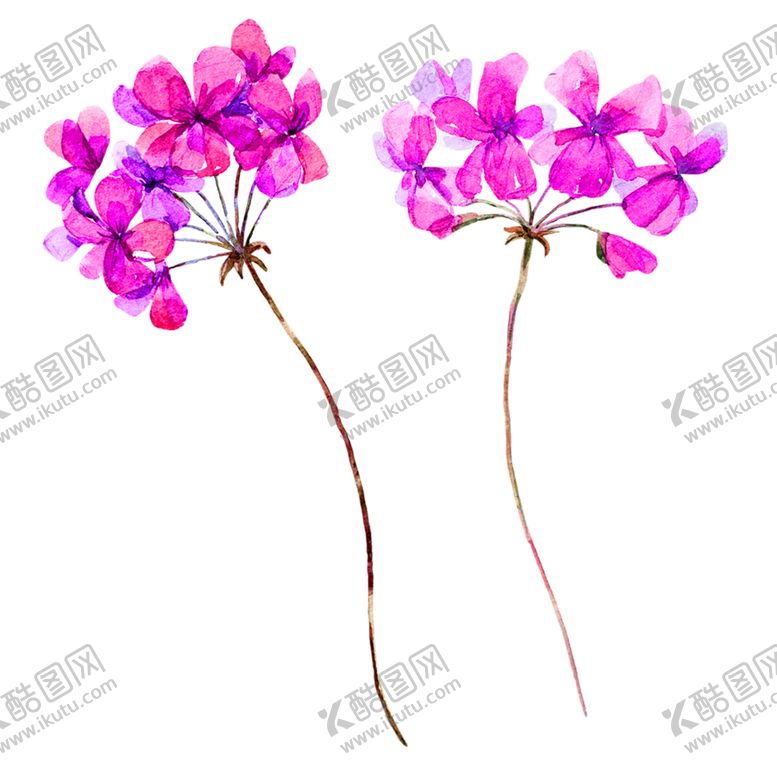编号：91318305090050473698【酷图网】源文件下载-鲜花素材