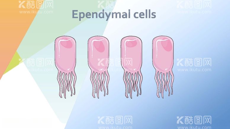 编号：16537912232025119358【酷图网】源文件下载-神经学