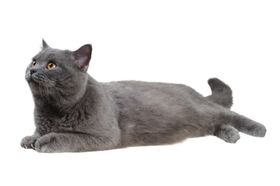 猫咪宠物市集长图宣传海报