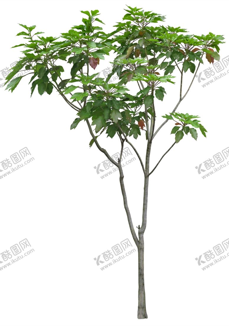 编号：77132707140529298026【酷图网】源文件下载-免扣植物树木素材图片