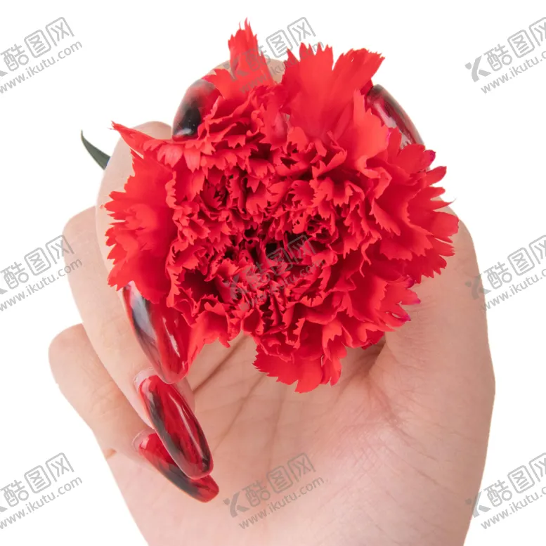 编号：26174002111623482676【酷图网】源文件下载-妇女节红色康乃馨花朵