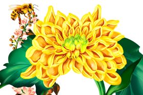 菊花蜜蜂手绘插画