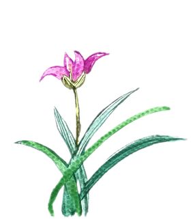 手绘兰花简笔画