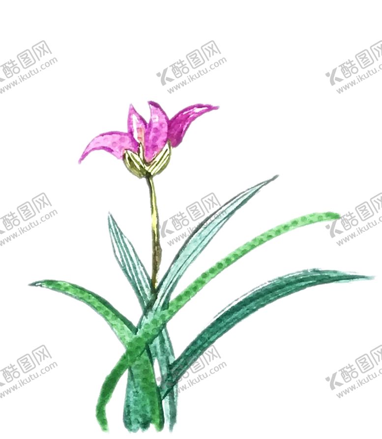 编号：31651407051659363800【酷图网】源文件下载-兰花手绘素材