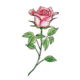 玫瑰花图片元素素材朵素材