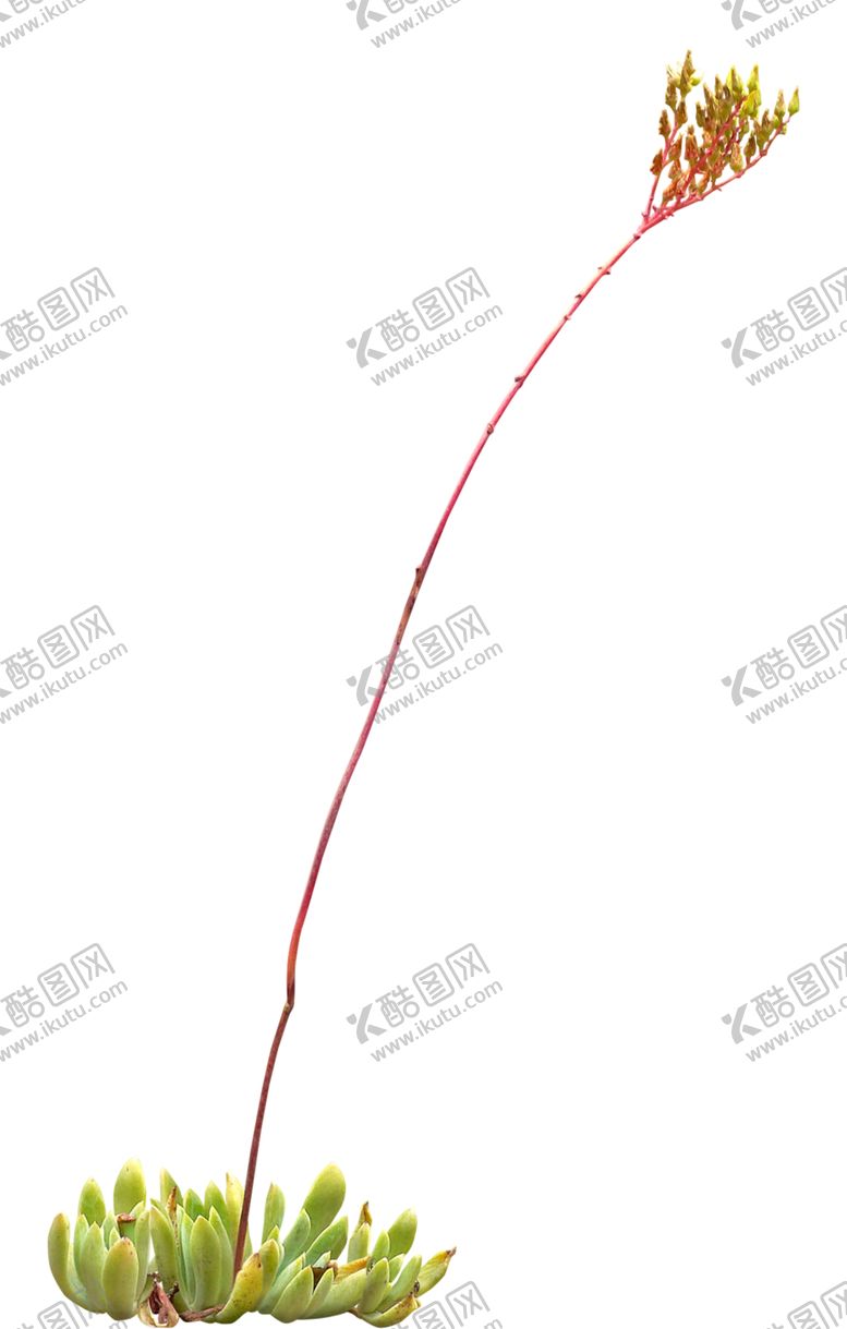 编号：18848509102004168809【酷图网】源文件下载-免扣花卉植物素材