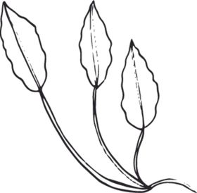 手绘花卉元素