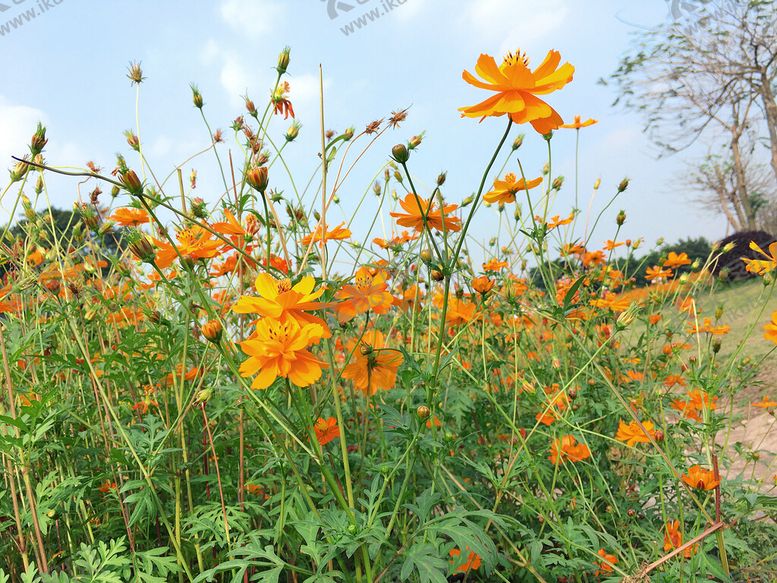 编号：15132810201555573580【酷图网】源文件下载-硫华菊