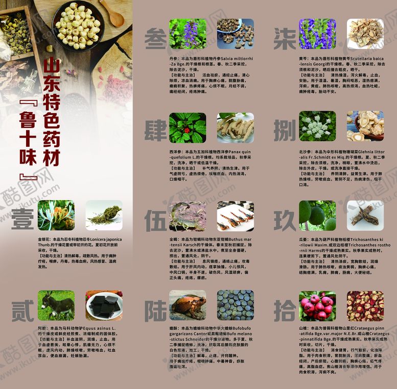 编号：18367510071319391078【酷图网】源文件下载-山东特色药材鲁十味展板