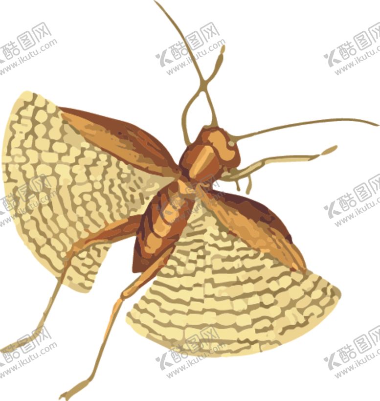 编号：12200910022021539561【酷图网】源文件下载-蚂蚱昆虫插画