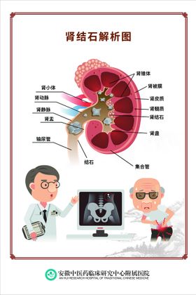 编号：39470509231753065348【酷图网】源文件下载-肾脏科海报