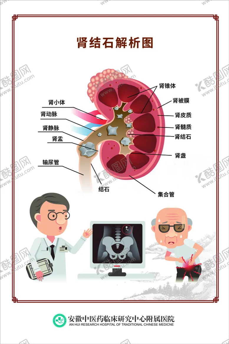 编号：39470509231753065348【酷图网】源文件下载-肾脏科海报