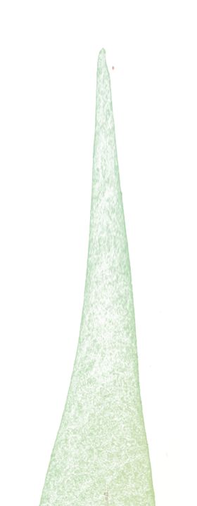 北欧小清新水彩植物图案