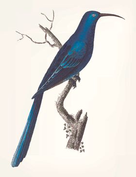 鸟类插画