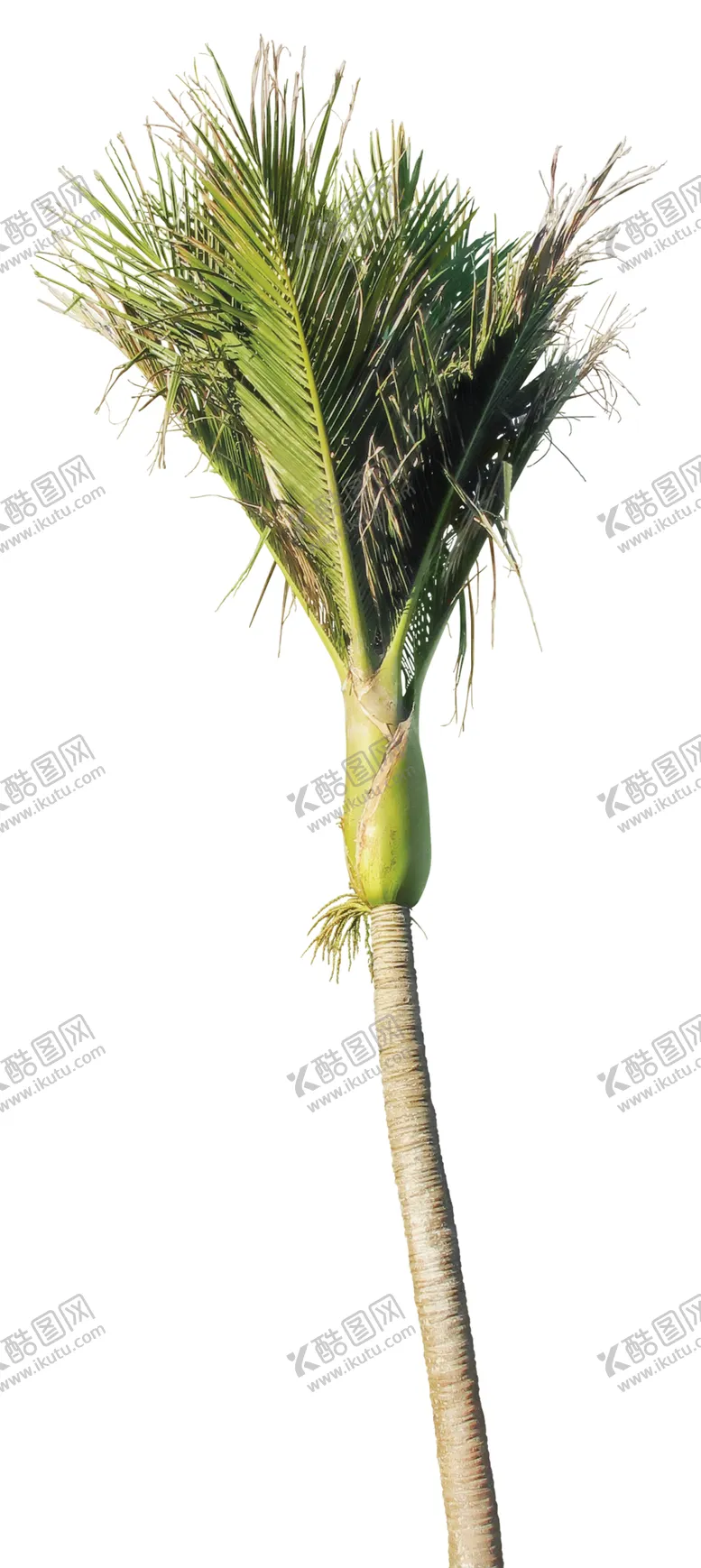 编号：10315007012128424579【酷图网】源文件下载-免扣植物素材