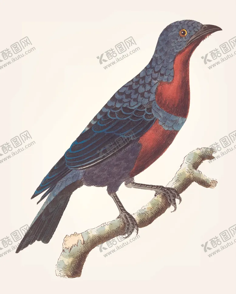 编号：57734407010552215217【酷图网】源文件下载-鸟类插画