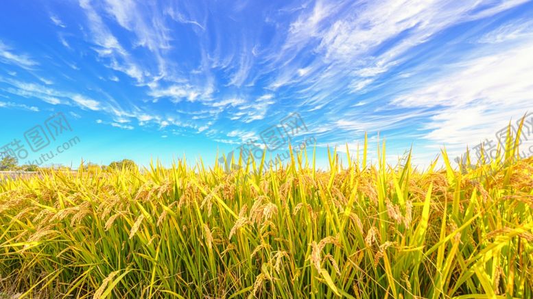 编号：81032606181137392739【酷图网】源文件下载-蓝天白玉水稻