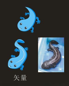 娃娃鱼的功效