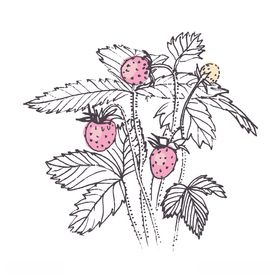 植物